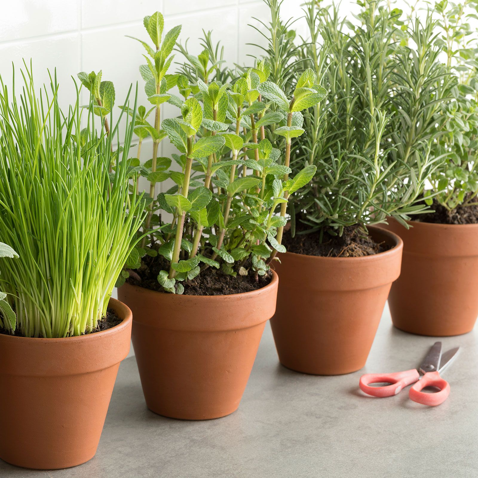 Muito Além do Jardim...